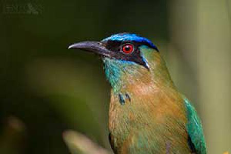 Costa Rica, Monteverde – January 2016