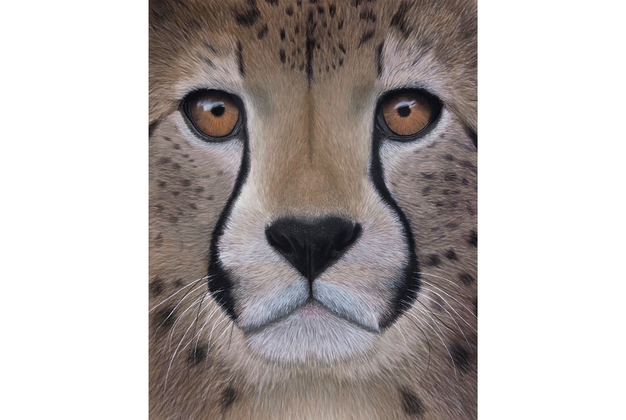 Cheetah-original-1