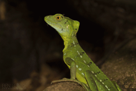 Costa Rica, summary – January 2016