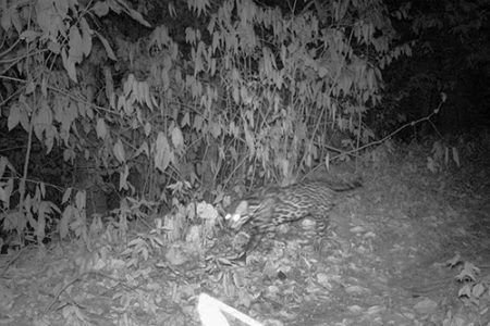 Costa Rica – trail-cam update pt.1