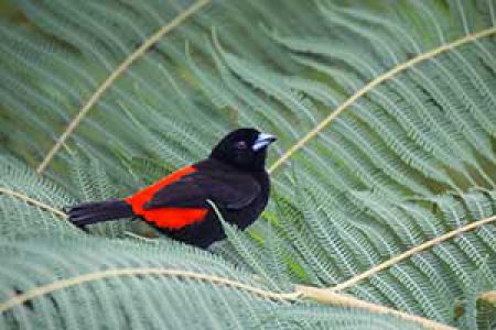 Costa Rica, Arenal – January 2016