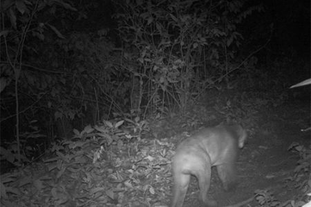 Costa Rica – trail-cam update pt.3