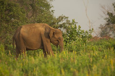 Sri Lanka, Udawalawa – March 2017