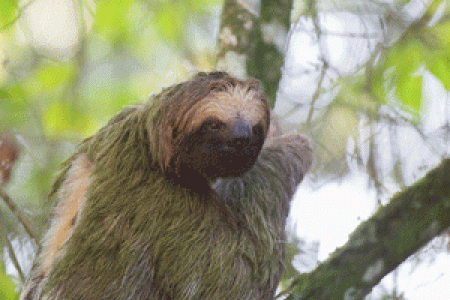 Costa Rica, Tortuguero – January 2016