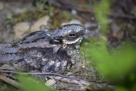 New Nightjar video