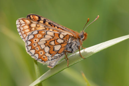 Fritillaries and Wood Whites