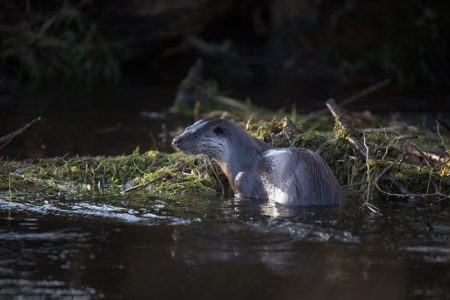 Otters, Nightjars and a new year