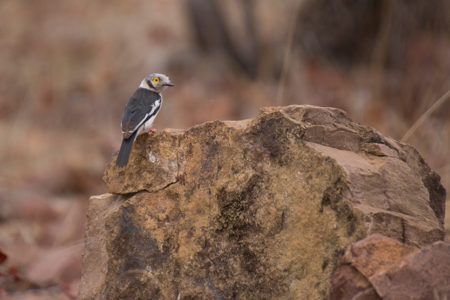 Oystercatchers and Helmetshrikes