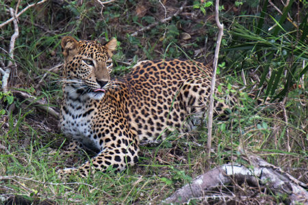 Leopards, storks and butterflies