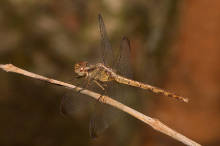 Tropical invertebrates