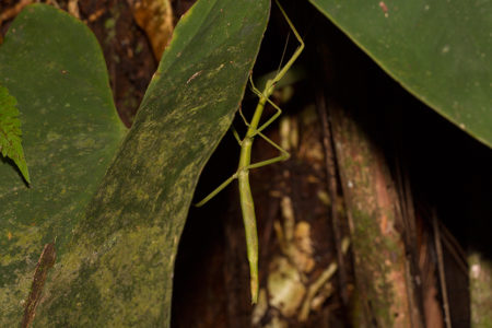 Katydids and Walking Sticks