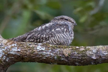 Nighthawks, Wildcats and Bush Snakes