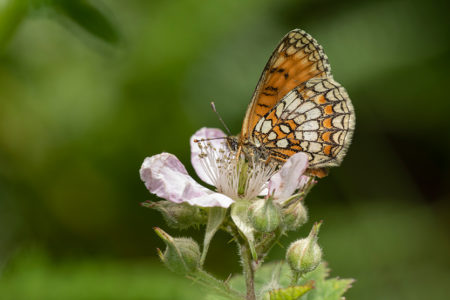 Heath Fritillaries and Kangaroo Lizards