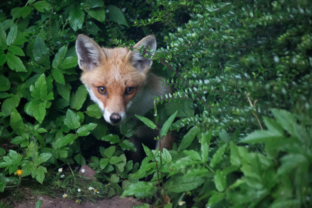 Foxes, Eagles & Nightjars