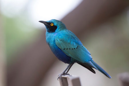 Nightjars, starlings and flycatchers