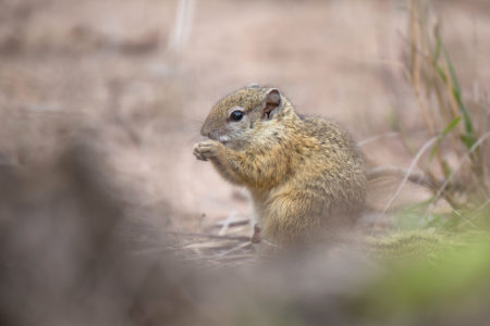 Flapshell Turtles and Bush Squirrels