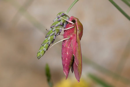 Hawk-moths, Hornbills & Hunting Dogs