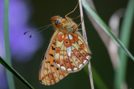 Rollers, Fritillaries & Nightjars