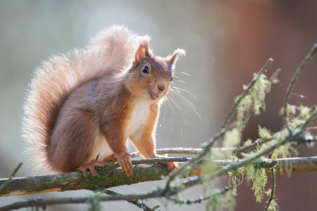 Bateleurs, Red Squirrels and Starlings