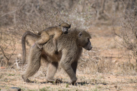 Baboons, Flycatchers and Nightjars