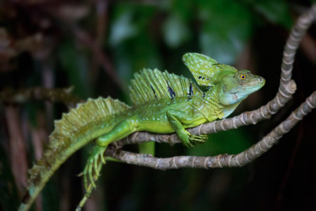 Iguana, Basilisk and Babblers