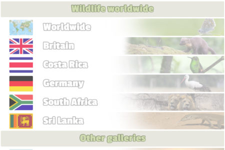 Gallery page tweak