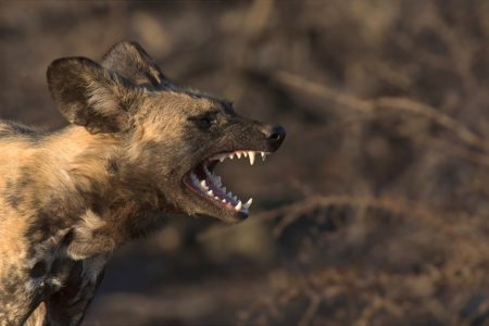 African & Asian predators