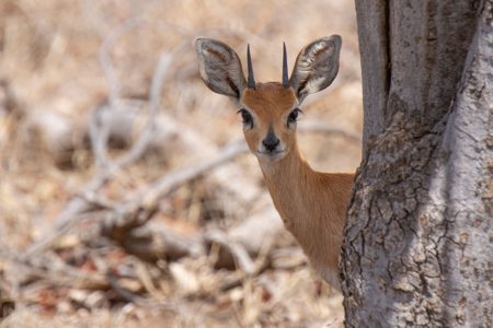 A mixture of mammals