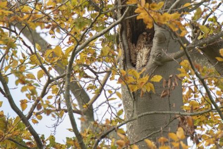 A parliament of owls