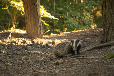 Muggers, Badgers and Dippers