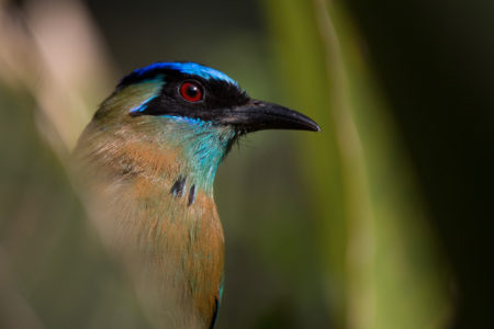 Motmots, Chats and Shrikes