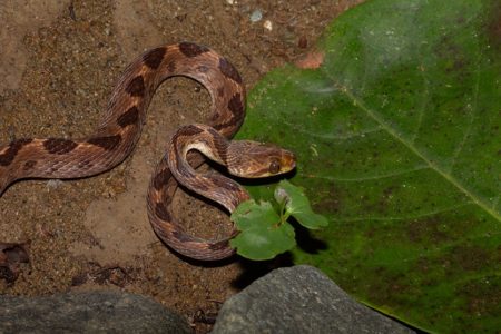 Gannets, Snakes and Hawfinches
