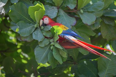 Hyenas, Macaws and Sunbirds