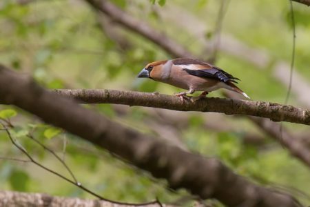 Wildlife close to home