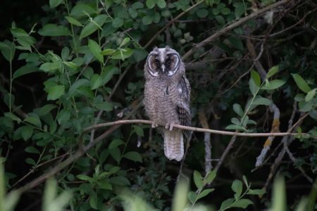 Storks, Dippers and Long-eared Owls