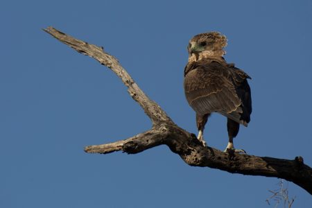 Otters, Bateleurs and Jackals