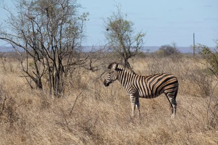Zebras, Storks and Langurs