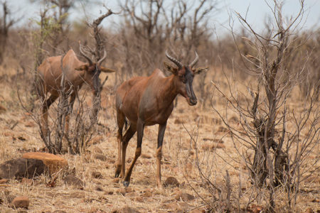 Killer Bees, Tsessebe and Dwarf Mongoose