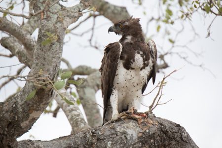 Predators and Scavengers