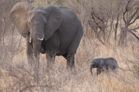 Elephants and Nightjars
