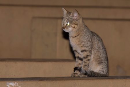 Wildcats, Herons and Lapwings