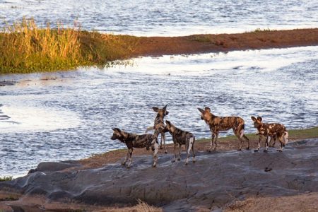Painted Wolves, Burnished Brass and Hawk-moths