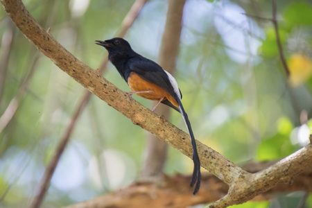 Herons, Bulbuls and Shamas