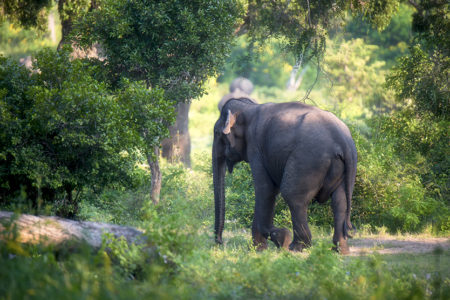 Sloths, Armadillos and Elephants