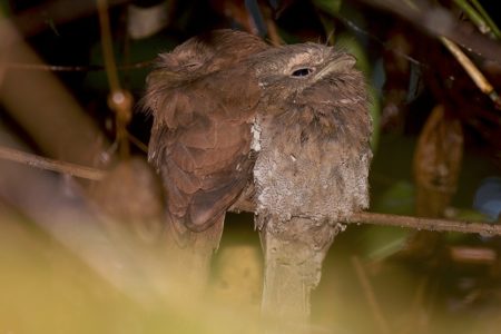 Frogmouths and Fritillaries
