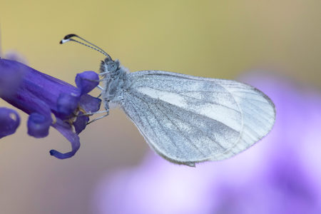 Another local selection