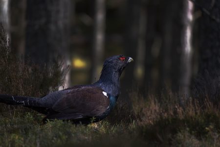 Capercaillies and Sparrowhawks