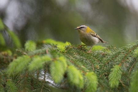 Adders, Firecrests and Pigeons
