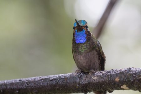 Shrikes, Pigeons and Hummingbirds