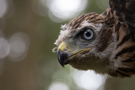 Goshawks and Crested Tits